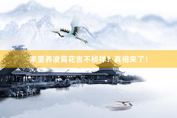 家里养凌霄花吉不祯祥？真相来了！